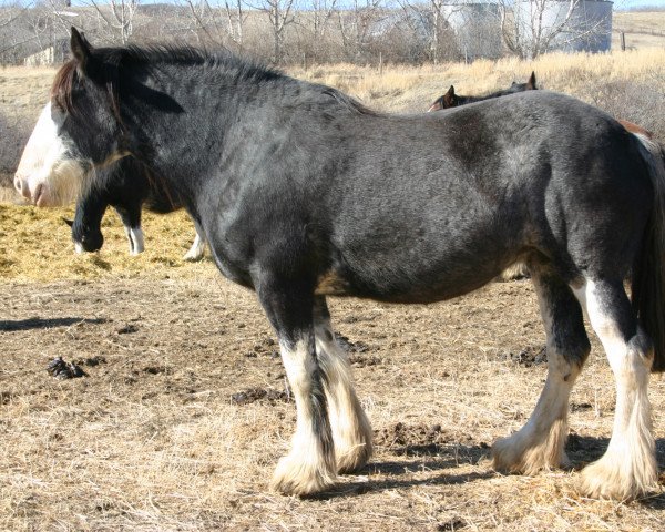 broodmare Battle River Onyx (Clydesdale, 2005, from Grandview Sir El Capitan)