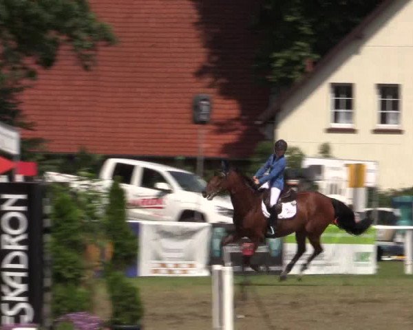 FEI Reitturnier Steinhagen (GER) 2016