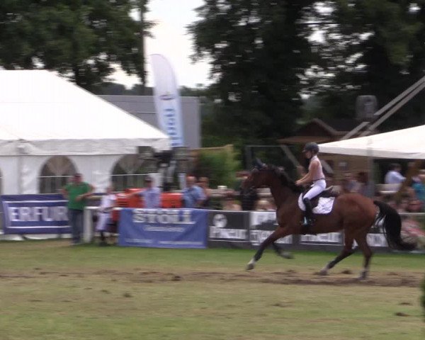 FEI Reitturnier Steinhagen (GER) 2016
