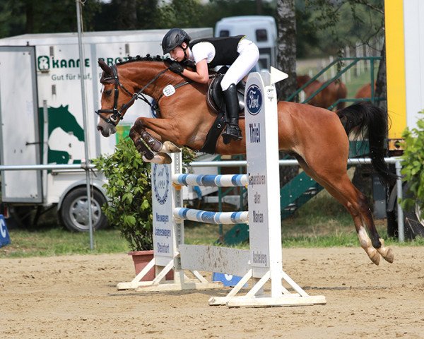 jumper Petrus Sg (German Riding Pony, 2012, from Paul SG)