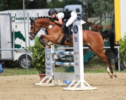 Springpferd Petrus Sg (Deutsches Reitpony, 2012, von Paul SG)
