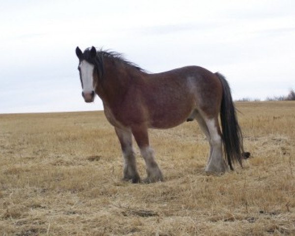 horse Battle River George (Clydesdale, 1991, from Benefactor's Perfect Print)