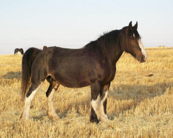 broodmare Battle River Diamond (Clydesdale, 1996, from Hill Topper Perfect Motion) broodmare Battle River Diamond (Clydesdale, 1996, from Hill Topper Perfect Motion)
