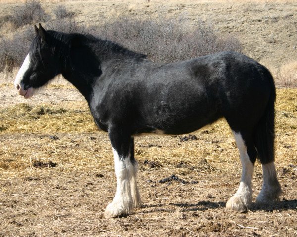 broodmare Battle River Audra (Clydesdale, 2007, from Grandview Sir El Capitan)