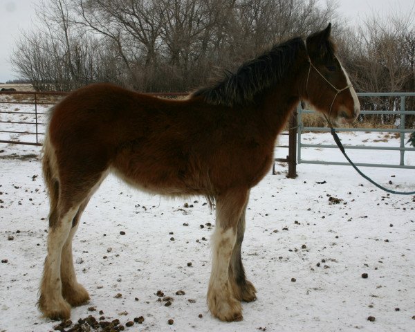 broodmare Battle River Annie (Clydesdale, 2011, from Grandview Sir El Capitan)