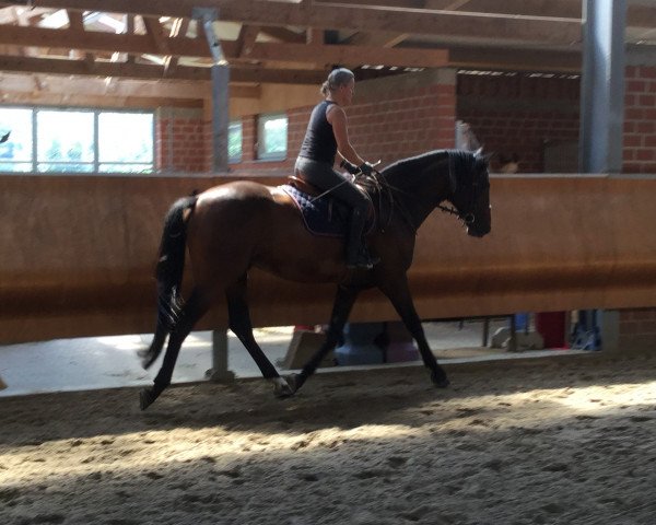 horse Alicenhof‘s Sir Leon (Hanoverian, 2015, from Spartacus TN)