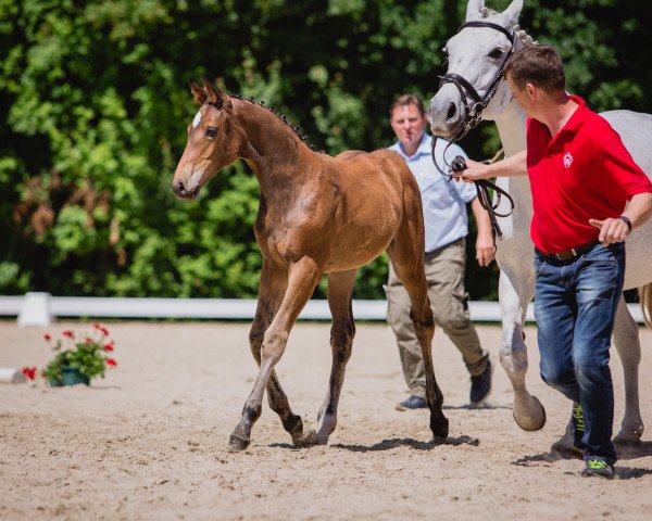 Pferd Ultraviolet (Westfale, 2019, von United Touch S)