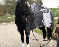 Pferd Petite Noire RE (Bayer, 2012, von Disco-Boy)
