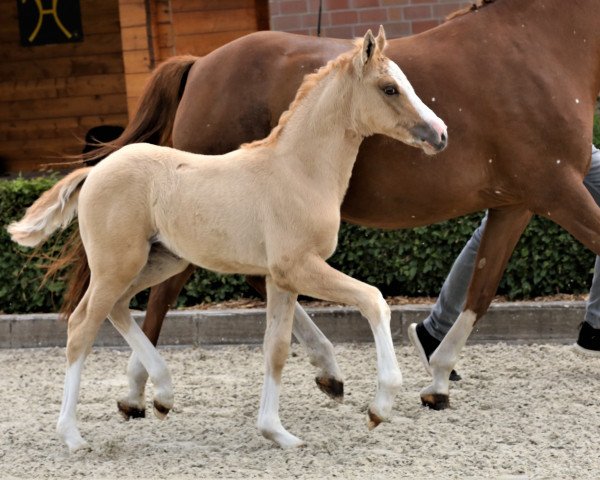 broodmare Goupette Deluxe (German Riding Pony, 2019, from Casino Gold)