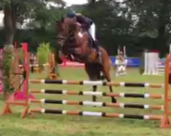 jumper Crasper F (Holsteiner, 2013, from Crunch 3)
