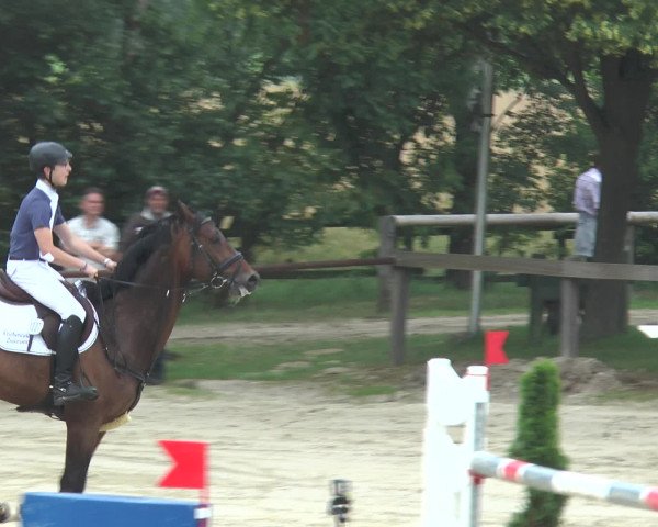 Reitturnier Münster-Roxel 2016