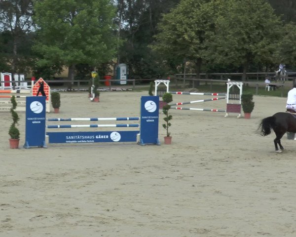 Reitturnier Münster-Roxel 2016