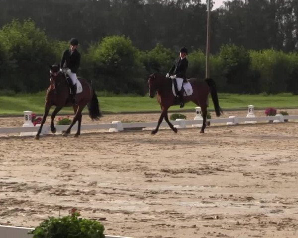 Reitturnier Münster-Roxel 2016
