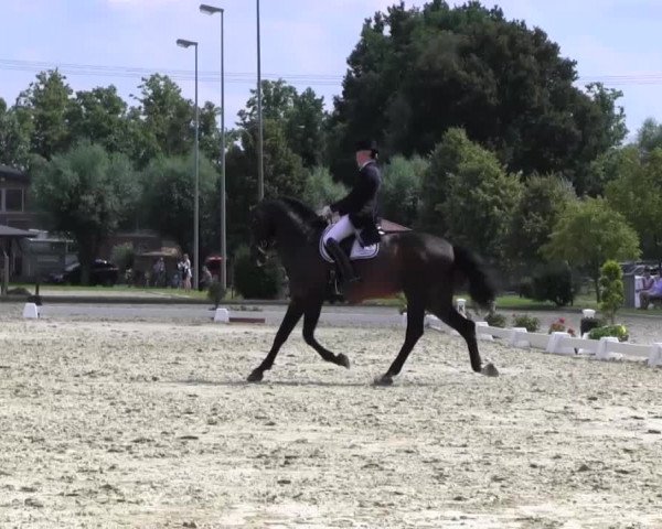 Reitturnier Münster-Roxel 2016