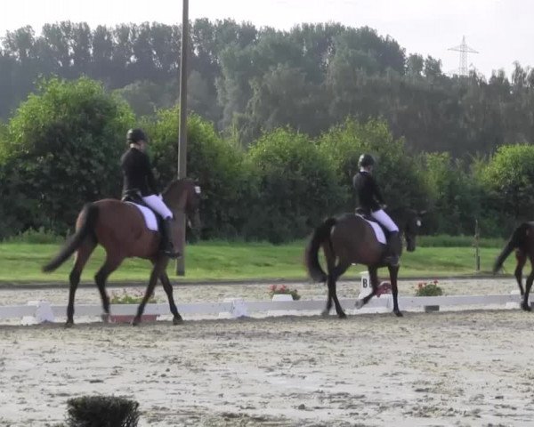 Reitturnier Münster-Roxel 2016