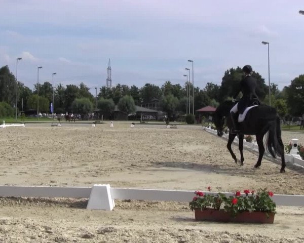 Reitturnier Münster-Roxel 2016
