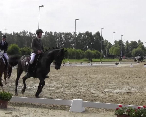 Reitturnier Münster-Roxel 2016
