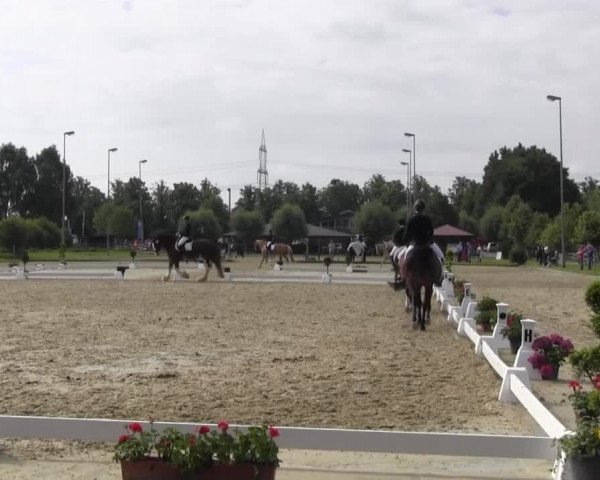 Reitturnier Münster-Roxel 2016