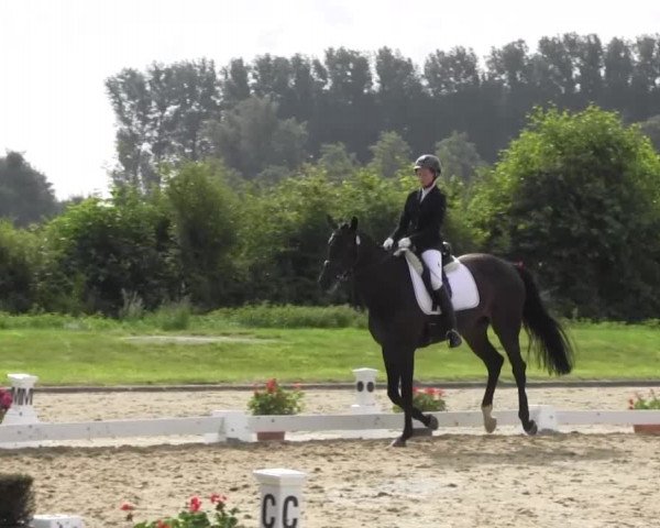Reitturnier Münster-Roxel 2016
