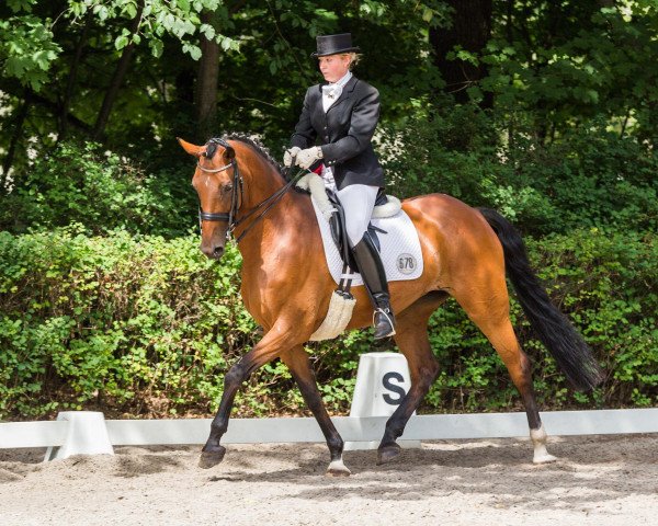Dressurpferd Rendezvous d'amour DH (Holsteiner, 2002, von Levisto Z)