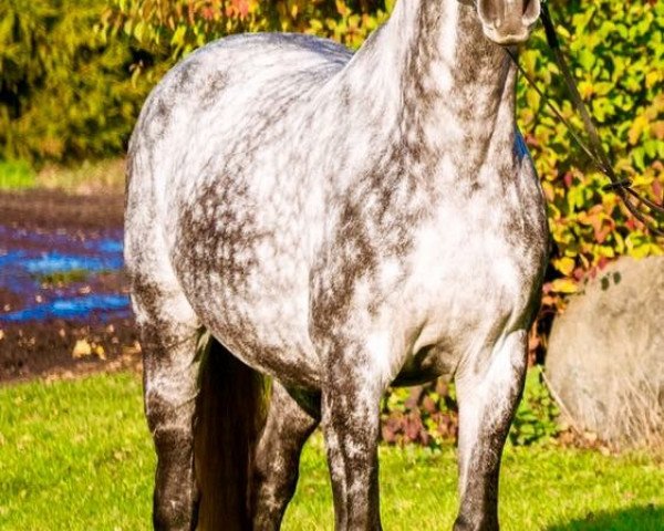 dressage horse Cascadeur DH (Holsteiner, 2009, from Cormint) dressage horse Cascadeur DH (Holsteiner, 2009, from Cormint)