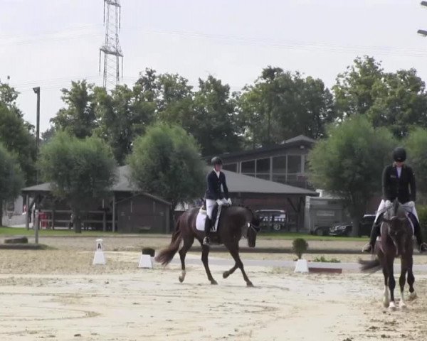 Reitturnier Münster-Roxel 2016