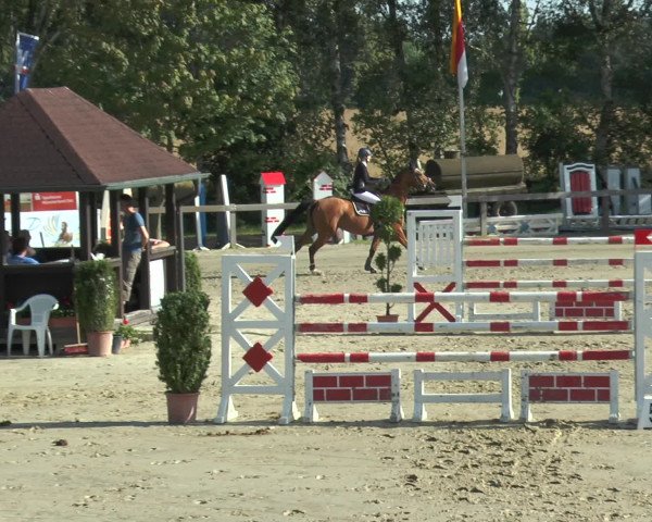 Reitturnier Münster-Roxel 2016