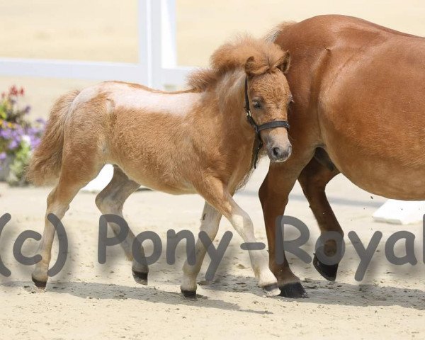 horse Donnerlittchen SW (Shetland Pony, 2019)