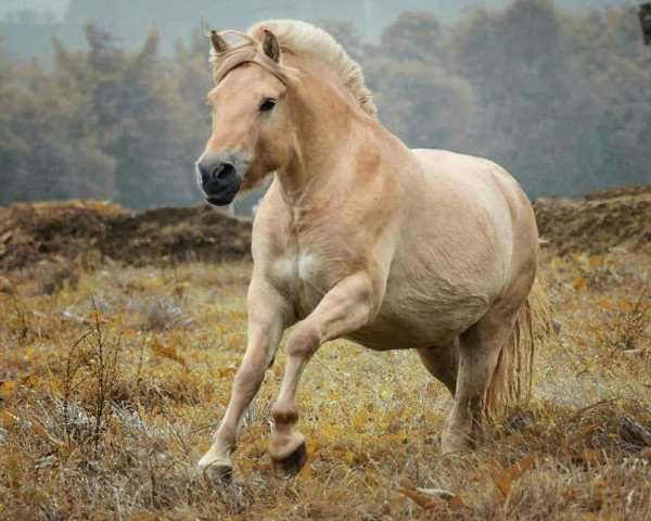 horse Rohdion (Fjord Horse, 2014, from Rudsmo Remi) horse Rohdion (Fjord Horse, 2014, from Rudsmo Remi)