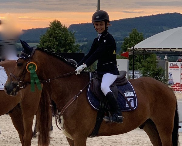 Springpferd Dion 29 (New-Forest-Pony, 2012, von Jacodi's Bo's Barclay)