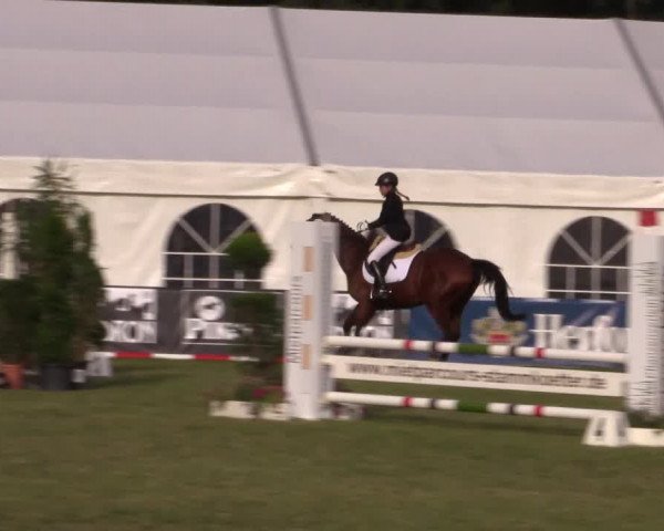 FEI Reitturnier Steinhagen (GER) 2016