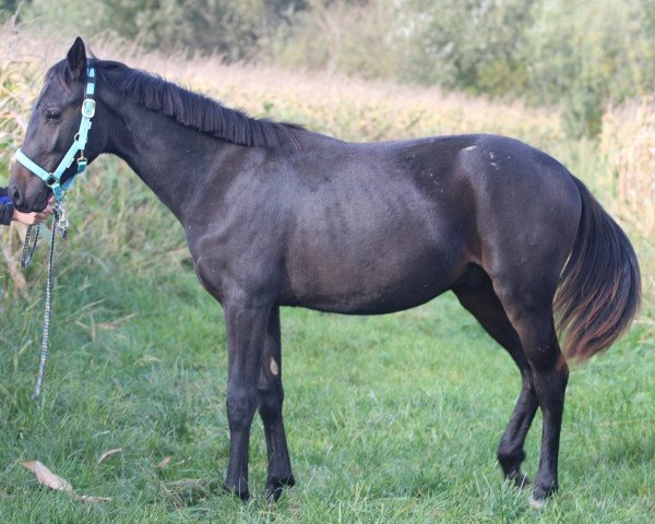 horse Sandrocelli (Austrian Warmblood, 2018, from Sandro Hit)