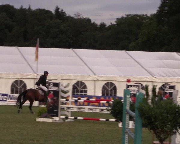 FEI Reitturnier Steinhagen (GER) 2016