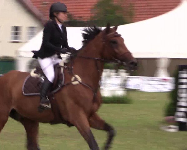 FEI Reitturnier Steinhagen (GER) 2016