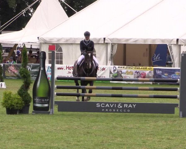 FEI Reitturnier Steinhagen (GER) 2016