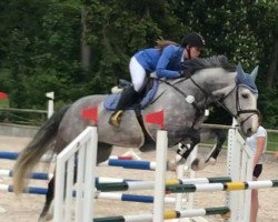 broodmare Grandela 5 (KWPN (Royal Dutch Sporthorse), 2011, from Mylord Carthago)