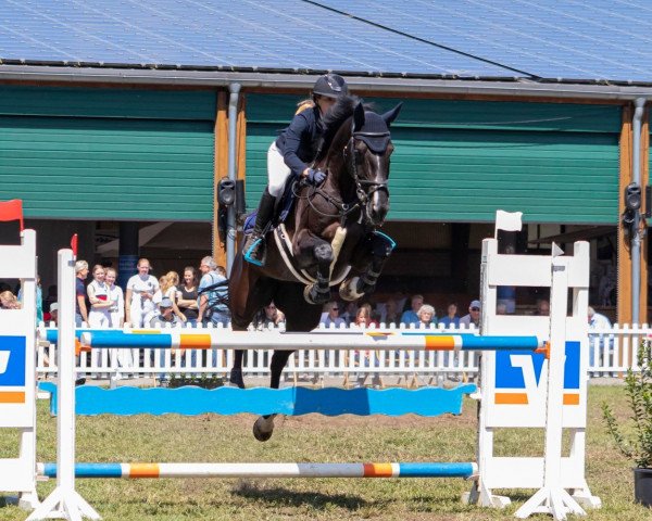 jumper Faromé S (KWPN (Royal Dutch Sporthorse), 2010, from Marome NW)