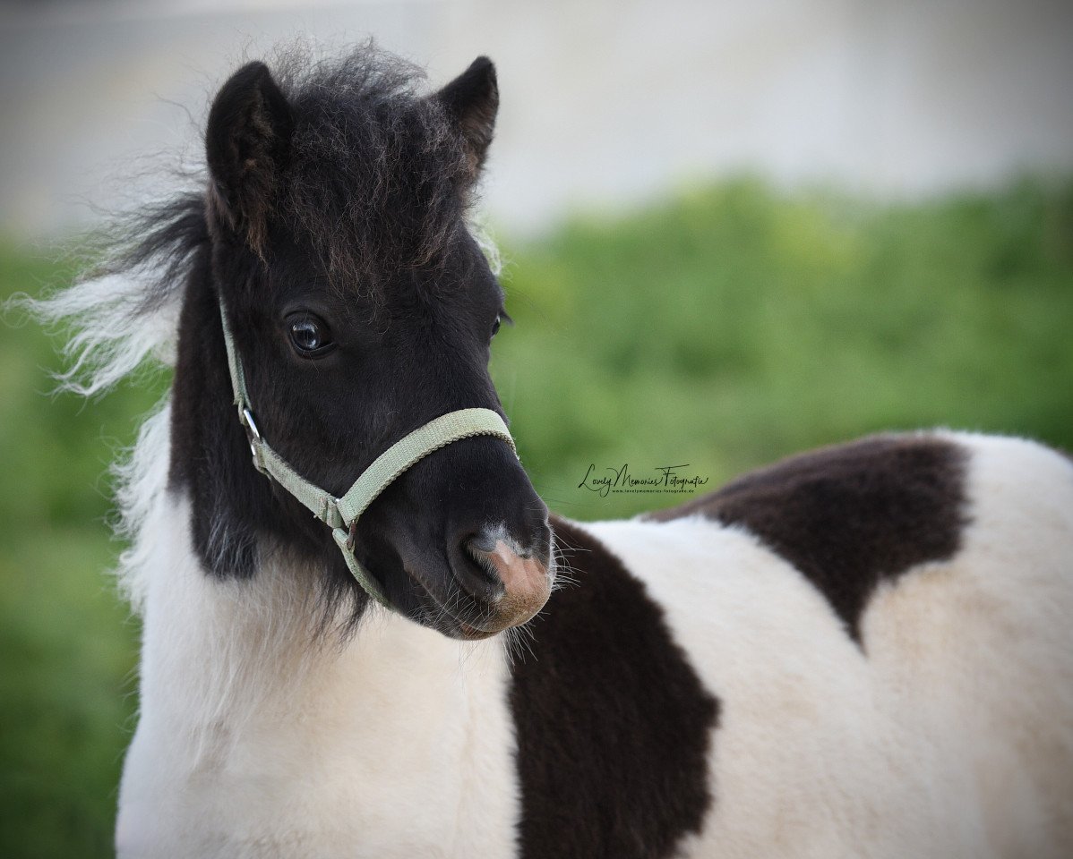 Deckhengst Freakys Valerio (Dt.Part-bred Shetland Pony, 2019, von Valentin von der Ostsee)