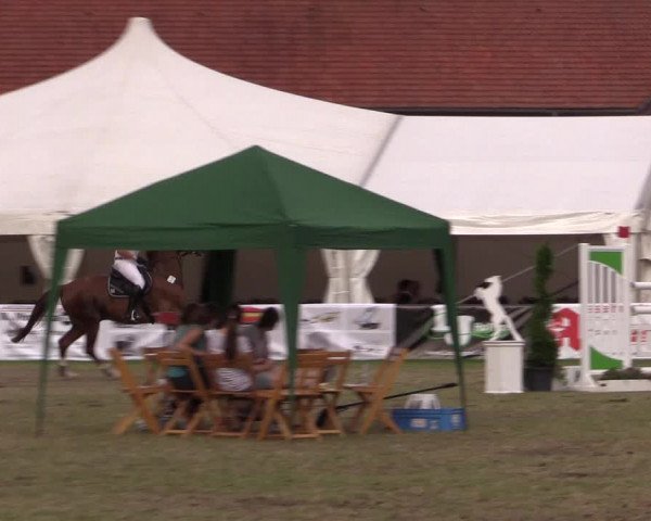 FEI Reitturnier Steinhagen (GER) 2016