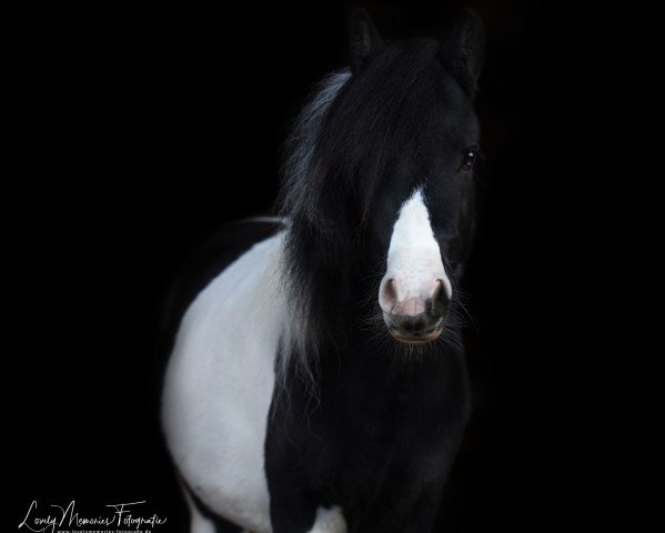 Zuchtstute Freakys Belissa (Dt.Part-bred Shetland Pony, 2017, von Valentin von der Ostsee) Zuchtstute Freakys Belissa (Dt.Part-bred Shetland Pony, 2017, von Valentin von der Ostsee)
