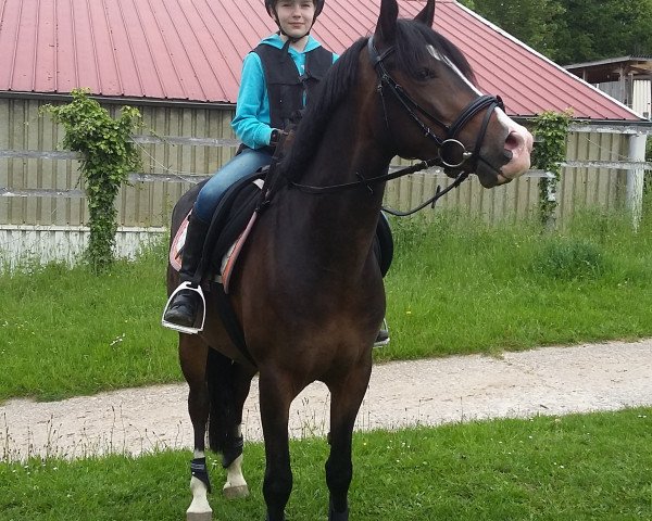 Springpferd Melli`s Vantastic (Deutsches Reitpony, 2015, von Van Heinrich)