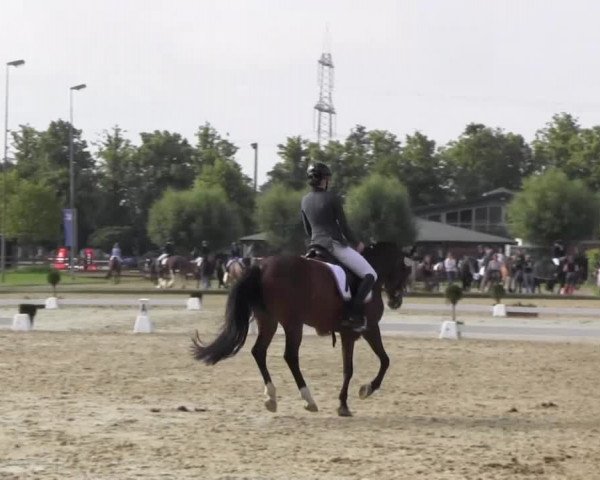 Reitturnier Münster-Roxel 2016