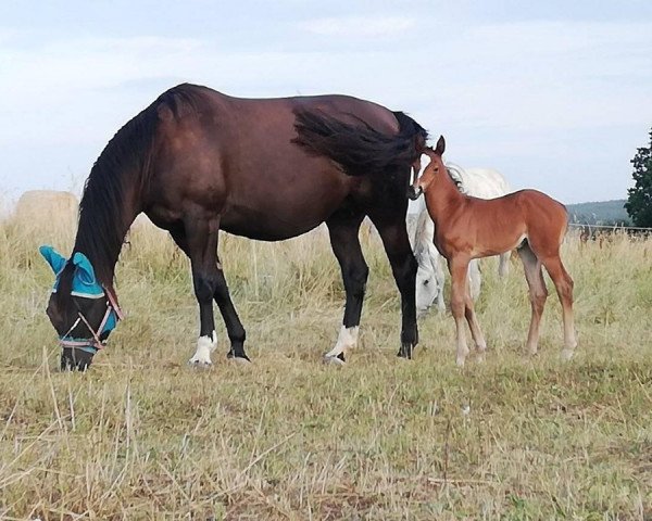 Pferd Fortuna GS (Österreichisches Warmblut, 2019, von Insterburg TSF)