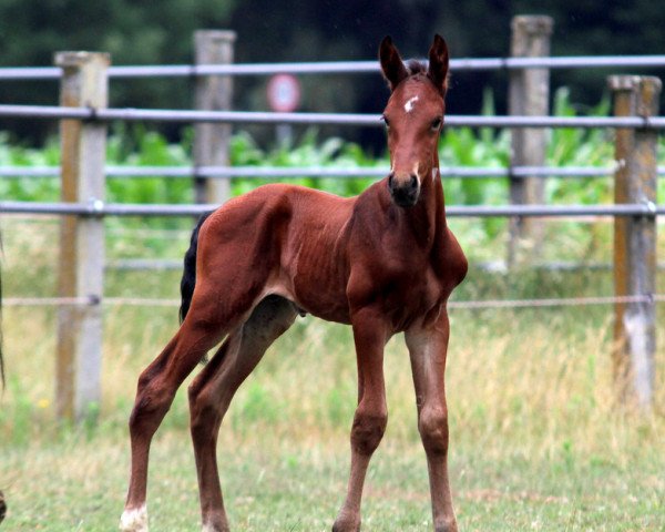 horse Action Power by Hab Z (Zangersheide riding horse, 2019, from Action-Breaker)