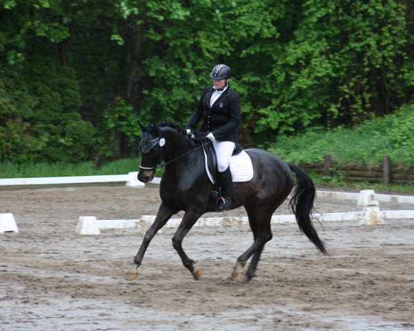 dressage horse Serano 41 (Rhinelander, 2004, from Show Star)