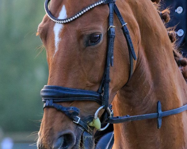 dressage horse Die Dörthe (Hanoverian, 2011, from Don Henrico)