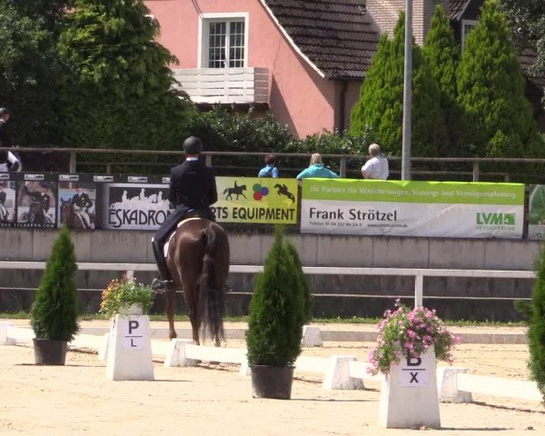 Reitturnier Melle-Ostenfelde 2016