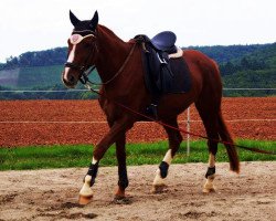 Zuchtstute Vivien (Hannoveraner, 2008, von Valentino)