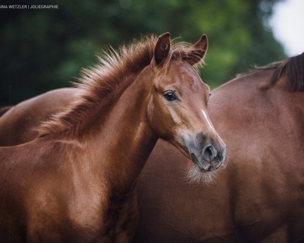 horse Dallmayr's Picasso (German Riding Pony, 2019, from Dallmayr K)