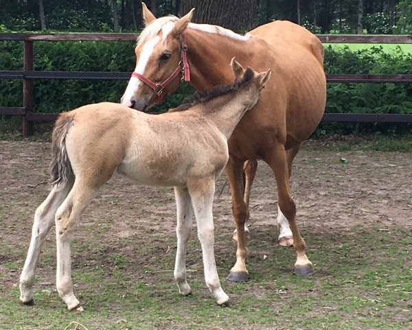 broodmare Donna Wetter N (German Riding Pony, 2019, from Kastanienhof Donnertrommler)